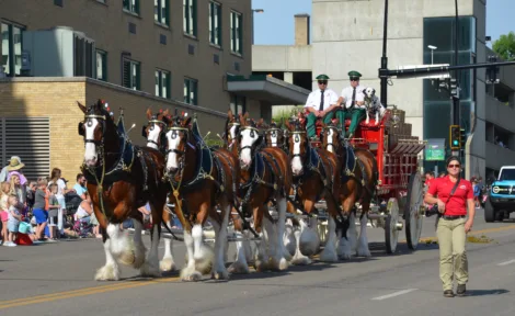 Iconic Clydesdales taking part in parade, fair